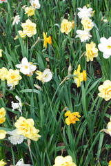 Fototapeta premium daffodils in spring
