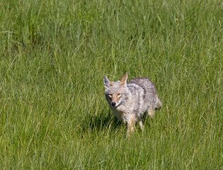 Coyote Hunting in Green Grass