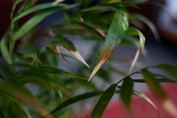 An ornamental houseplant suffering from improper care. Yellow tips of chamaedorea leaves. Floriculture concept.