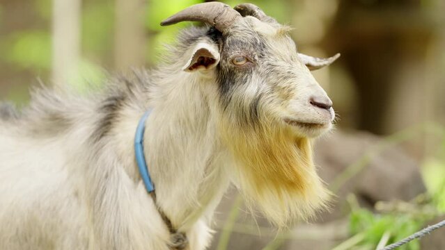 Portrait of domestic goat or buck eating or feeding, ruminant animal