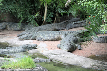 alligator in the swamp