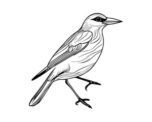 bird on a branch line art, flying bird, seasonal bird nature