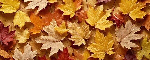 Naklejka na ściany i meble Autumn Leaves Collage Representing Seasonal Change.Close-up of a densely packed array of autumn leaves in various shades of yellow, orange, and red, highlighting the rich colors of the fall season.