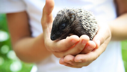 Cute little hedgehog in child hands..