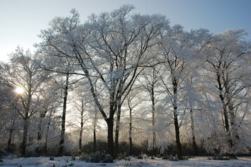 Fototapeta na wymiar forest in winter (Kalmthout, Belgium)