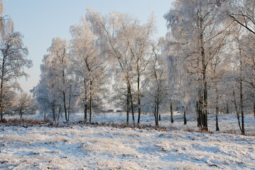 Winterlandscape in the Kalmthoutse heide, Belgium