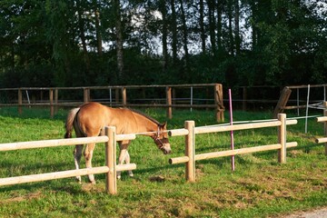 Naklejka premium A Scenic View of Horses Grazing in a Verdant Landscape with Trees and Plants