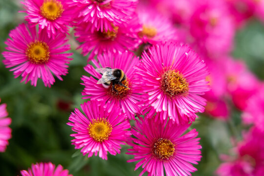 a bumblebee on a pink flower collects pollen