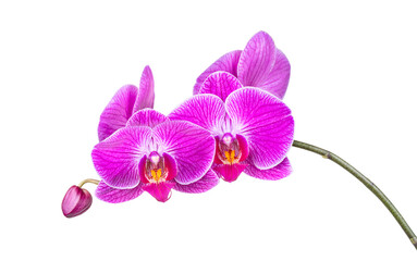 Branch of purple orchid isolate