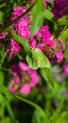 Day butterfly Buckthorn on a garden flower carnation in summer