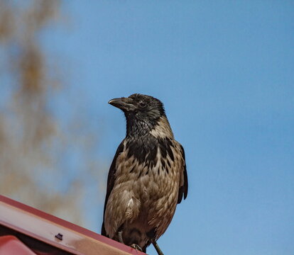 Birds of a Crow close-up on a metal roof against a blue sky in summer