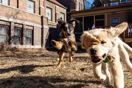 Austrailian Shepheard and Golden Retriever