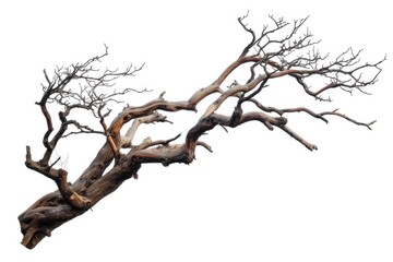 Fototapeta premium Branch of dead tree with clipping path isolated on white background.