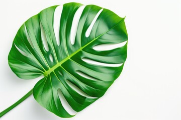 Monstera delicosa plant leaf on a white background mockup