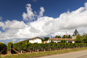 Fototapeta na wymiar Typical vineyards near Chateau Tronquoy, Saint-Estephe, Bordeaux, Aquitaine, France