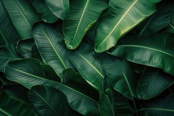 tropical banana leaf texture  large palm foliage nature dark green background
