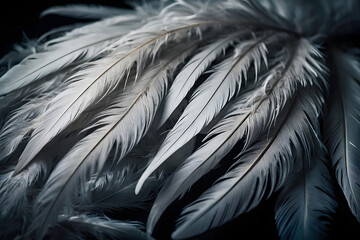 Monochrome black white bird feather photography, wallpaper