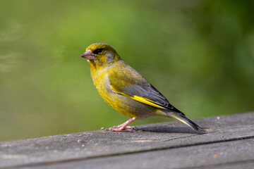 European greenfinch on the porch