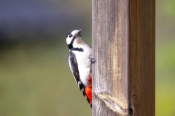 Great spotted woodpecker on a pole