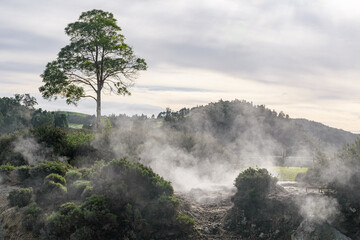 Steam from hot springs at the shore of Furnas lake in Sao Miguel island, Azores archipelago