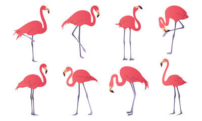 Set of pink exotic flamingos in different poses. Tropical red flamingo birds with rose feathers stand on one leg. Zoo animals.Wild birds of South America, Galapagos and Caribbean islands. Summer Vibes