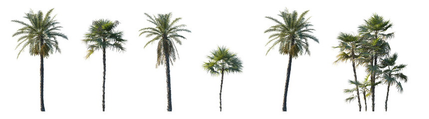 Fototapeta na wymiar Set Phoenix dactylifera date and Acoelorrhaphe wrightii paurotis (Everglades, Madeira) palm frontal medium and small isolated png on a transparent background perfectly cutout 