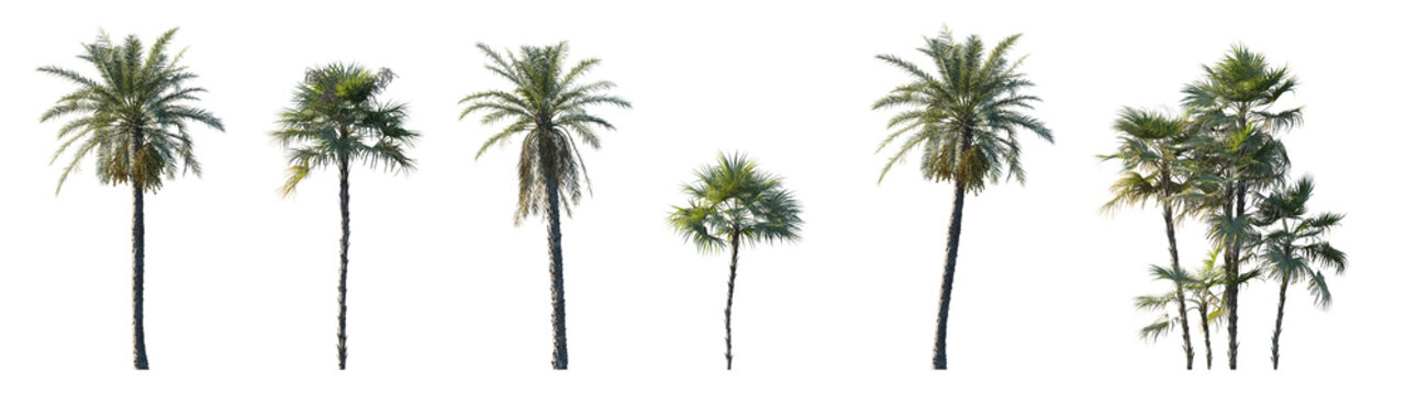 Phoenix dactylifera date and Acoelorrhaphe wrightii paurotis (Everglades, Madeira) palm isolated png on a transparent background premium cutout
