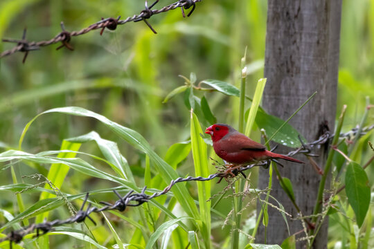 Crimson finch or Neochmia phaeton seen in Nimbokrang in West Papua, Indonesia