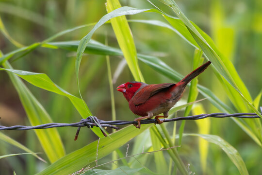 Crimson finch or Neochmia phaeton seen in Nimbokrang in West Papua, Indonesia