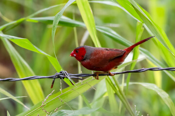 Crimson finch or Neochmia phaeton seen in Nimbokrang in West Papua, Indonesia