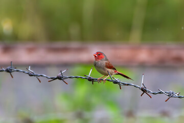 Crimson finch or Neochmia phaeton seen in Nimbokrang in West Papua, Indonesia