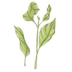 Illustration of a lemon branch with leaves isolated on a white background.