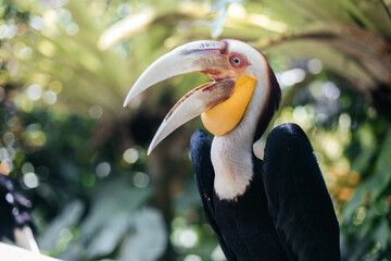 Fototapeta premium The wreathed hornbill Rhyticeros undulatus, also called bar-pouched wreathed hornbill