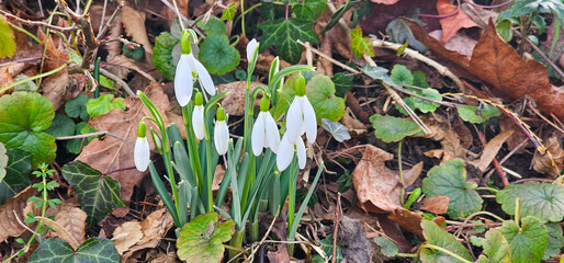 Beautiful snowdrops blooming in the forest. Early spring.