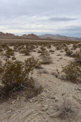 Creosote Bush Scrub, consisting of Larrea Tridentata and associates, is a dominant native plant community of the Southern Mojave Desert.