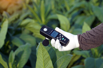 Light meter, Lux Light Meter hold in hand to measure the brightness of tobacco plants in the field. soft and selective focus. 