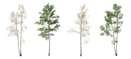 2 in 1 Summer and Autumn set of Birch trees betula trees isolated png in sunny daylight on a...
