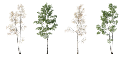 2 in 1 Summer and Autumn set of Birch trees betula trees isolated png in sunny daylight on a transparent background premium cutout