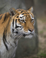 Amur tiger (Panthera tigris altaica) close up portrait on the hunt