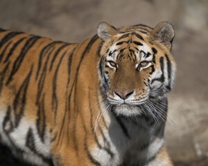 Amur tiger (Panthera tigris altaica) close up portrait on the hunt