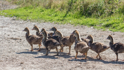 young goslings walk along a rural road