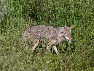 Coyote with Duck Egg