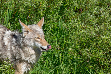 Coyote Licking His Lips