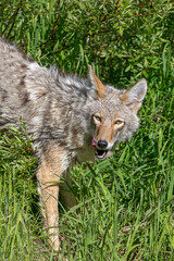 Coyote Licking Her Lips