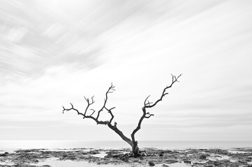 Lonely Tree at Key West Florida Oversea Highway