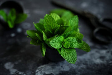 mint leaves in a pot