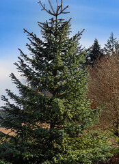 fir tree: Lush Green Fir Tree Standing Tall Against a Clear Blue Sky on a Sunny Day