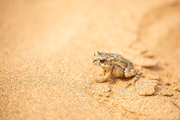 The frog sits on the sand on the shore of the lake. Beautiful wildlife landscape with place for text. The concept of protecting wildlife and ecology.