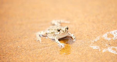 The frog sits on the sand on the shore of the lake. Beautiful wildlife landscape with place for text. The concept of protecting wildlife and ecology.