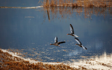 three wild geese in formation flight